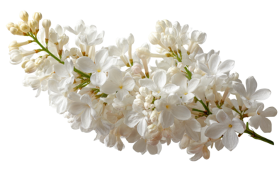 Close-up of a delicate cluster of white lilac blossoms