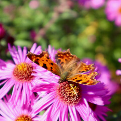 Comma butterfly resting on vibrant pink aster flower in autumn garden, pollinating blossom