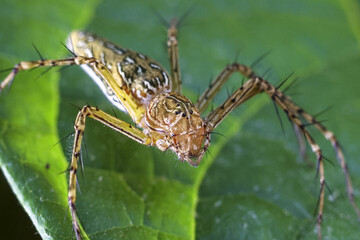 Macro photography of wild Lynx spider with spiny leg on vibrant green leaf. This alert brown arachnid shows its intricate body pattern while watchful in its natural outdoor habitat