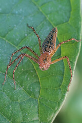 Camouflaged brown lynx spider waits patiently on vibrant green leaf. This close up macro shot captures intricate pattern of arachnid predator in its natural habitat