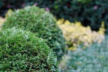 Green thuja bushes forming a garden hedge, showing autumn foliage with varied plant textures and colors