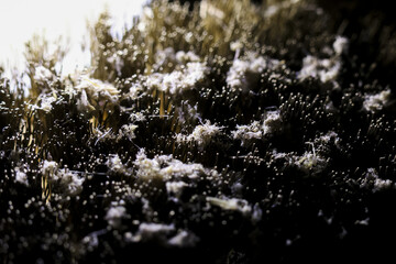 Mysterious macro close up of delicate white frost on dark textured natural moss background. This...