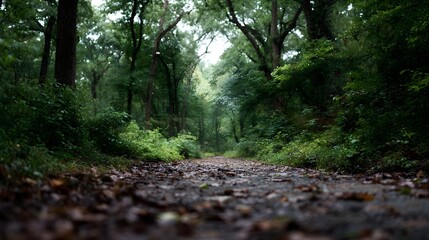 Obraz premium A serene forest path covered in fallen leaves leading into dense woodland under an overcast sky