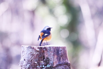 切り株に止まるジョウビタキ