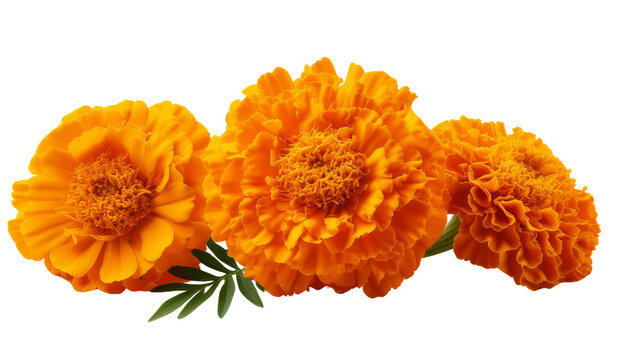 Bright Marigold Flower Isolated on White Background &ndash; Vibrant Floral Close-Up