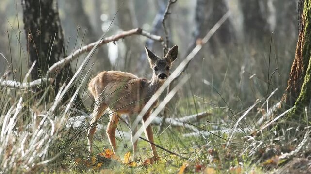 Jeune chevreuil (Capreolus capreolus) dans la for&ecirc;t de Rambouillet, &Icirc;le-de-France, se tenant dans une clairi&egrave;re ensoleill&eacute;e au c&oelig;ur de la v&eacute;g&eacute;tation.