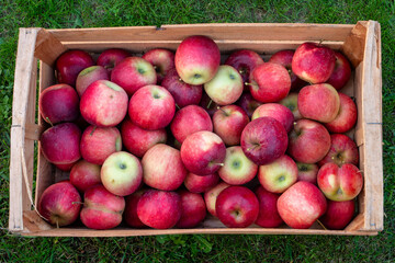Crate full of apples. The apples are red and green. There are many apples in the crate