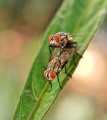 Flies reproduction macro photo