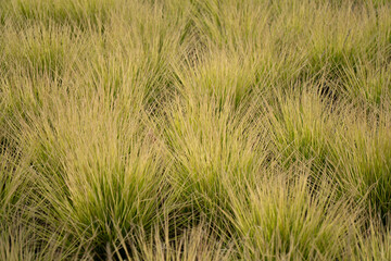 Close-up of ornamental grass with fine yellow-green blades swaying in soft light