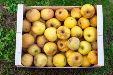 Crate full of apples. Some are ripe and some are not. The apples are yellow