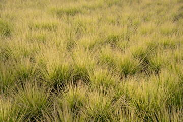 Close-up of ornamental grass with fine yellow-green blades swaying in soft light