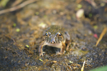 A Japanese pond frog in a summer rice paddy	
