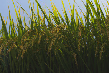 The golden glow of ripe rice, an image of bountiful harvest and abundance