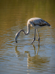 Vertical view of juvenile phoenicopterus roseus aka greater flamingo wading in brackish pond water with reflection before sunset
