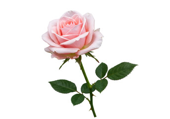 Elegant light pink rose isolated PNG on transparent background, delicate flower with green stem and leaves for wedding invitations and floral designs