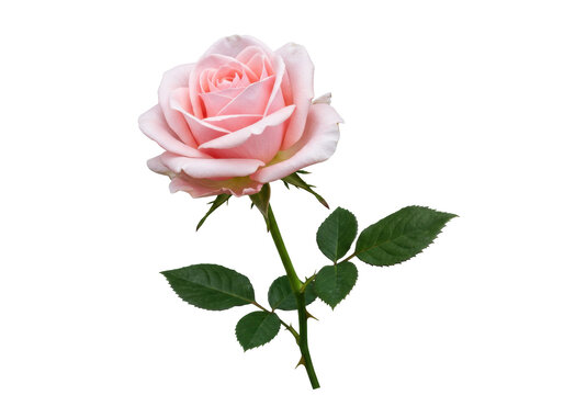 Elegant light pink rose isolated PNG on transparent background, delicate flower with green stem and leaves for wedding invitations and floral designs