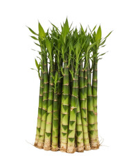 Thriving lucky bamboo shoots, bringing prosperity and zen to your space, perfect for home decor, wellness concepts, and mindful living initiatives