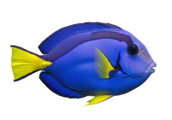 Blue tang fish PNG isolated on transparent background, vibrant tropical marine life with yellow fins for aquarium and ocean themes