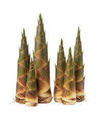 Fresh bamboo shoots ready for culinary creations, promising vibrant flavors and textures, ideal for Asian cuisine promotions and healthy eating concepts