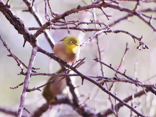 枝にとまる可愛いメジロ