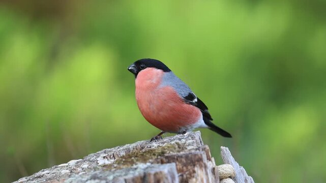 Eurasian bullfinch