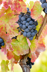 Blue grape cluster on vine closeup photo