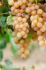 Green grapes on vine over grape leaves bright background