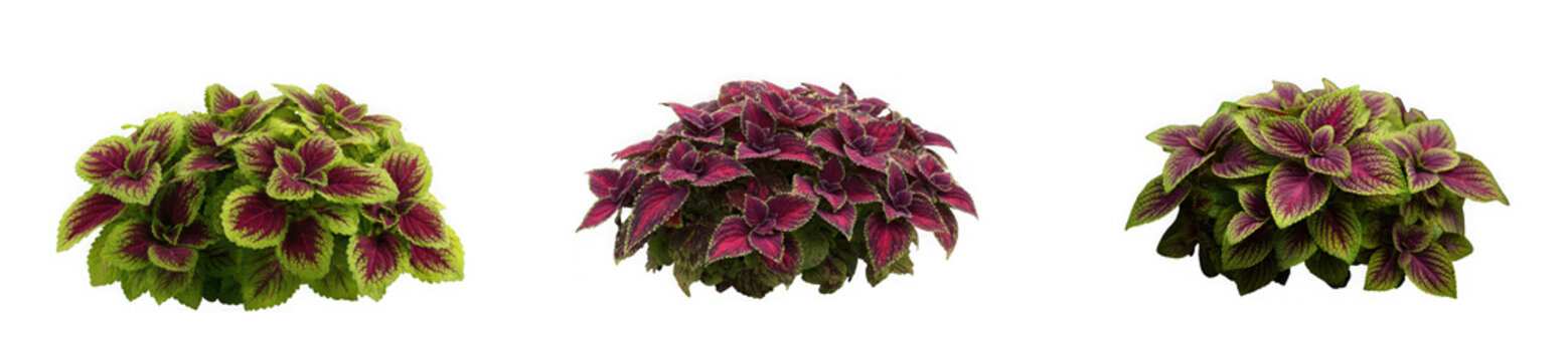Three coleus plants with vibrant green and deep red foliage, isolated on transparent background