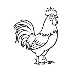 rooster isolated on white background