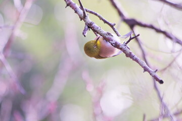 枝をついばむ可愛いメジロ