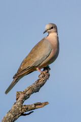 A ring-necked dove or Cape turtle dove or half-collared dove, perches on a ragged branch and looks around in a calm and peaceful manner in a game reserve in South Africa.