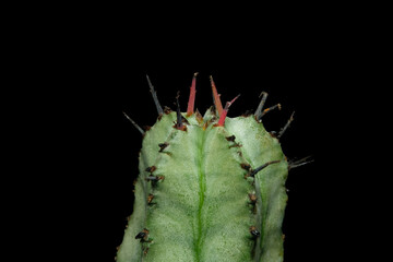 Side view of Euphorbia Horrida, milk barrel cactus plant. Isolated on black background