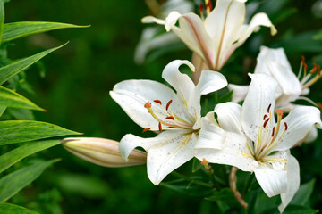 Obraz premium Cluster of white lilies opens in garden, speckled petals curling back to reveal brown stamens and pale buds, captured close up in natural light against lush green foliage
