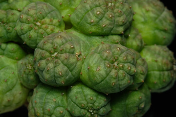 detail shoot of Euphorbia Obesa cristata monstruosa cactus plant. Isolated on black background color