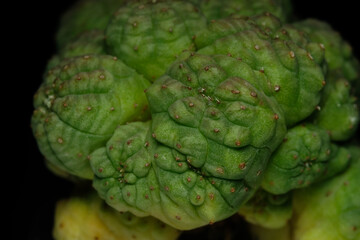detail shoot of Euphorbia Obesa cristata monstruosa cactus plant. Isolated on black background color