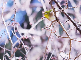 梅のつぼみと可愛いメジロ