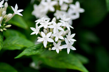 Pentas lanceolata , Egyptian star cluster or RUBIACEAE or Egyptian starcluster or Starflower or White Egyptian starcluster flowers