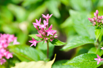Pentas lanceolata , Egyptian star cluster or RUBIACEAE or Egyptian starcluster or Starflower or pink Egyptian starcluster flowers