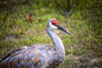 sandhill crane standing up posing 