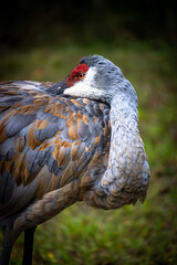 sandhill crane preening and looking around in the woods at the park
