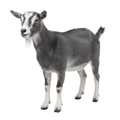 Toggenburg goat isolated on transparent background