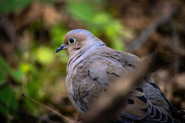 mourning dove looking to the side closeup wildlife portrait