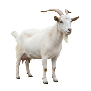 Saanen dairy goat isolated on transparent background