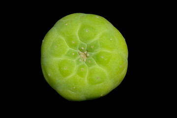 Close up top view of Lophophora williamsii var. Fricii Ooibo lemon skin color. Isolated on black background