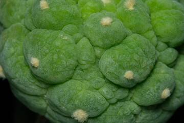 Detail skin shoot of Lophophora williamsii var. Fricii Lizard skin. Isolated on black background color