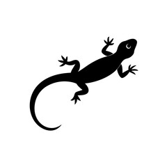 lizard on a white background