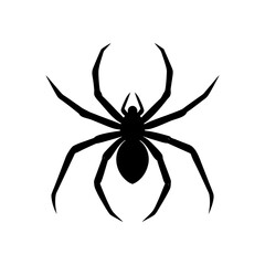black spider isolated on white