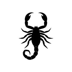 scorpion isolated on white