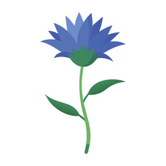 Vibrant blue cornflower with green stem and leaves isolated on white background