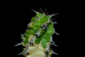 Close up detail shoots of Euphorbia Mitriformis top body part. Isolated on black background color